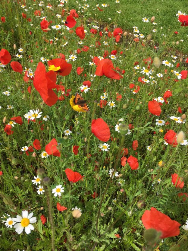 A photo of wildflowers, including poppies and daisies with a butterfly amongst them