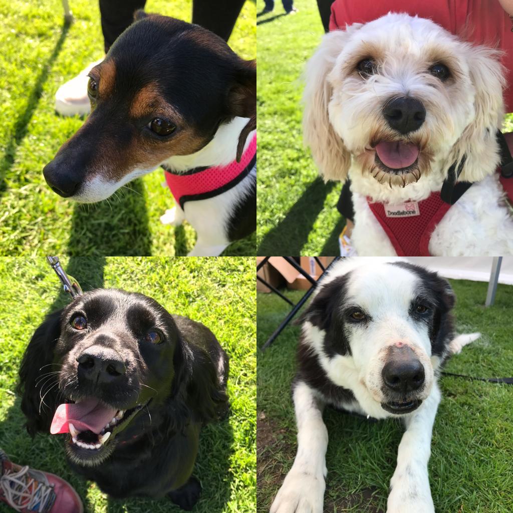 A montage of dogs who attended the event with their owners